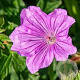 Geranium 'Blushing Turtle' GM P9 BIO