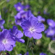Geranium 'Eureka Blue' GM P9 BIO