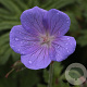 Geranium himalayense 'Irish Blue' GM P9 BIO