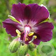 Geranium phaeum 'Mourning Widow' GM P9 BIO