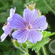 Geranium 'Philippe Vapelle' GM P9 BIO