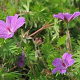 Geranium 'Tiny Monster' GM P9 BIO
