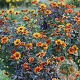 Heliopsis h. 'Bleeding Hearts' GM P9 BIO