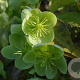 Helleborus argutifolius GM P9 BIO