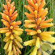 Kniphofia 'Rich Echoes' GM P9 BIO