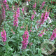 Lythrum virgatum 'Dropmore Purple' GM P9 BIO