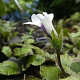 Mazus radicans GM P9 BIO