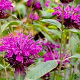 Monarda 'Westacre Purple' GM P9 BIO