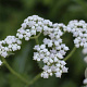 Parthenium integrifolium GM P9 BIO