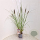 Pennisetum al. 'Redhead' 50-60 cm 2,5L