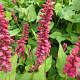 Persicaria a. 'JS Caliente' GM P9 BIO