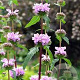 Phlomis tuberosa 'Bronze Flamingo' GM P9 BIO