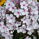 Phlox paniculata 'Nirvana' GM P9 BIO