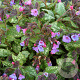 Pulmonaria 'Apple Frost' GM P9 BIO