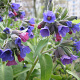 Pulmonaria mollis GM P9 BIO
