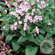 Pulmonaria saccharata GM P9 BIO