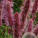 Sanguisorba 'Blackthorn' GM P9 BIO