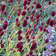 Sanguisorba officinalis 'Lum' GM P9 BIO