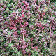 Sedum album 'Coral Carpet' GM P9 BIO