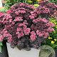 Sedum 'Mojave Jewels Diamond' GM P9 BIO