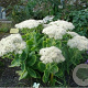 Sedum spectabile 'Iceberg' GM P9 BIO