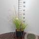 Stipa gigantea GM P9 BIO