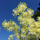 Thalictrum lucidum GM P9 BIO