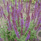 Salvia nemorosa 'Senior' GM P9 BIO
