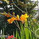 Crocosmia 'Yellow Emberglow' GM P11 BIO