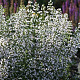 Calamintha nepeta 'Triumphator' GM P9 BIO