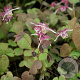 Epimedium grandiflorum 'Purple Pixie' GM P9 BIO