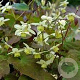 Epimedium versicolor 'Neosulphureum' GM P9 BIO