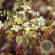 Epimedium versicolor 'Sulphureum' GM P9 BIO