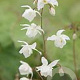 Epimedium youngianum 'Niveum' GM P9 BIO