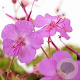 Geranium cantabrigiense 'Karmina' GM P9 BIO