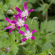 Geranium oxonianum 'Sue Cox' GM P9 BIO