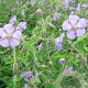 Geranium phaeum 'Walkure' GM P9 BIO