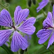 Geranium renardii 'Stephanie' GM P9 BIO