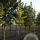 Ginkgo biloba 8-10 HO draadkluit
