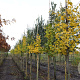 Ginkgo biloba 8-10 HO draadkluit