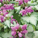 Lamium maculatum 'Beacon Silver' GM P9 BIO