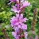 Lythrum salicaria 'Morden Pink' GM P9 BIO