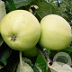 Malus domestica 'Yellow Transparent' halfstam wortelgoed leiboom