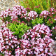 Origanum vulgare 'Compactum' GM P9 BIO
