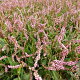 Persicaria amplexicaulis 'Pink Elephant' GM P9 BIO