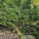 Pinus nigra nigra 125-150 cm draadkluit solitair 2-3 tak
