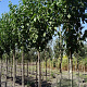 Prunus a. 'Road Scout' 18-20 HO draadkluit