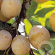 Prunus d. 'Mirabelle de Nancy' 8-10 HO container