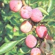Prunus d. 'Opal' 8-10 HO container