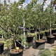 Prunus d. 'Victoria' 12-14 HA container